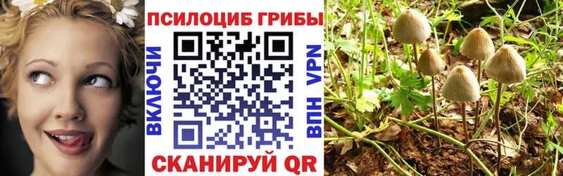 Галлюциногенные грибы Psilocybine cubensis закладка Магадан